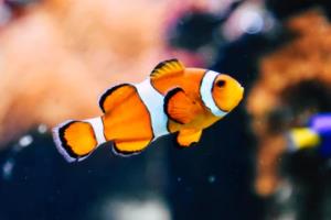 英超联赛换人次数创新高，背后原因引人深思英超联赛换几个人了